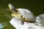 Gezocht waterschildpad geel of roodwang, Dieren en Toebehoren, Reptielen en Amfibieën, Schildpad