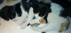 Jonge kittens, Dieren en Toebehoren, Katten en Kittens | Overige Katten