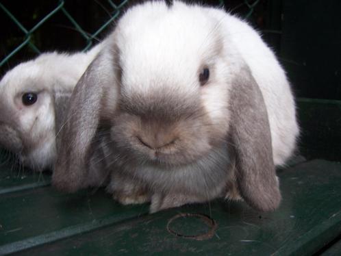 Dwergkonijn Ned. Hangoor Sallander, Dieren en Toebehoren, Konijnen, Dwerg, Meerdere dieren, 0 tot 2 jaar, Hangoor