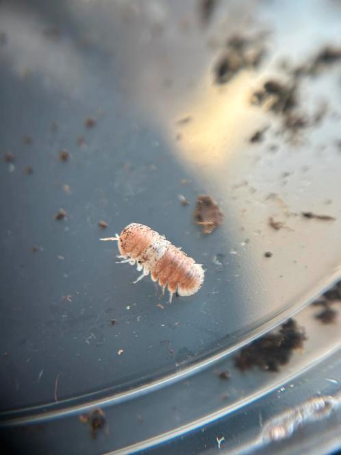 Cubaris Red Panda+Yuukianura aphoruroides springstaartjes, Dieren en Toebehoren, Insecten en Spinnen, Overige soorten