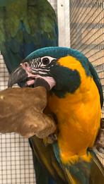 Süper tamme Blauwkeel ara pop 2025, Dieren en Toebehoren, Vrouwelijk, Papegaai, Pratend