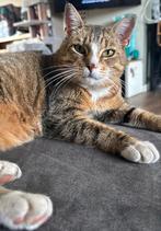 Huisje gezocht, Dieren en Toebehoren, Kater, Kortharig, 6 jaar of ouder