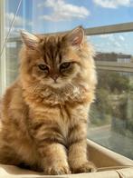 BLH  Cinnamon / gold  kleur poesje, Poes, Ontwormd, 0 tot 2 jaar