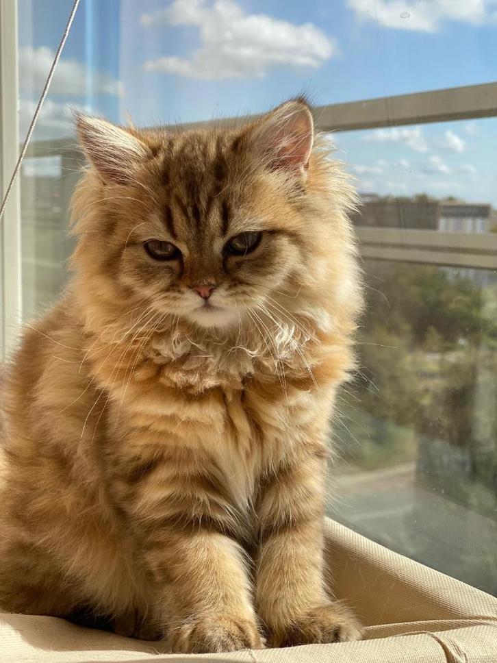 BLH  Cinnamon / gold  kleur poesje, Dieren en Toebehoren, Katten en Kittens | Raskatten | Korthaar, Poes, 0 tot 2 jaar, Ontwormd