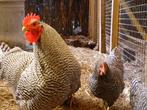 Amrock kippen groot | Rustige kip | Deskundig advies!