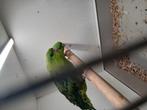Koppel catarinaparkieten, Meerdere dieren, Parkiet