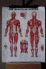 The muscular system poster, Ophalen of Verzenden, Zo goed als nieuw, Rechthoekig Staand, Dier of Natuur