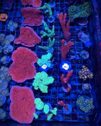 Veel verschillende koralen te koop!, Dieren en Toebehoren, Overige typen, Zoutwatervis