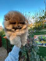 Super mooi Pomeriaan/pomeranian pup reutje oranje sable, Dieren en Toebehoren, Honden | Poolhonden, Keeshonden en Oertypen, Keeshond