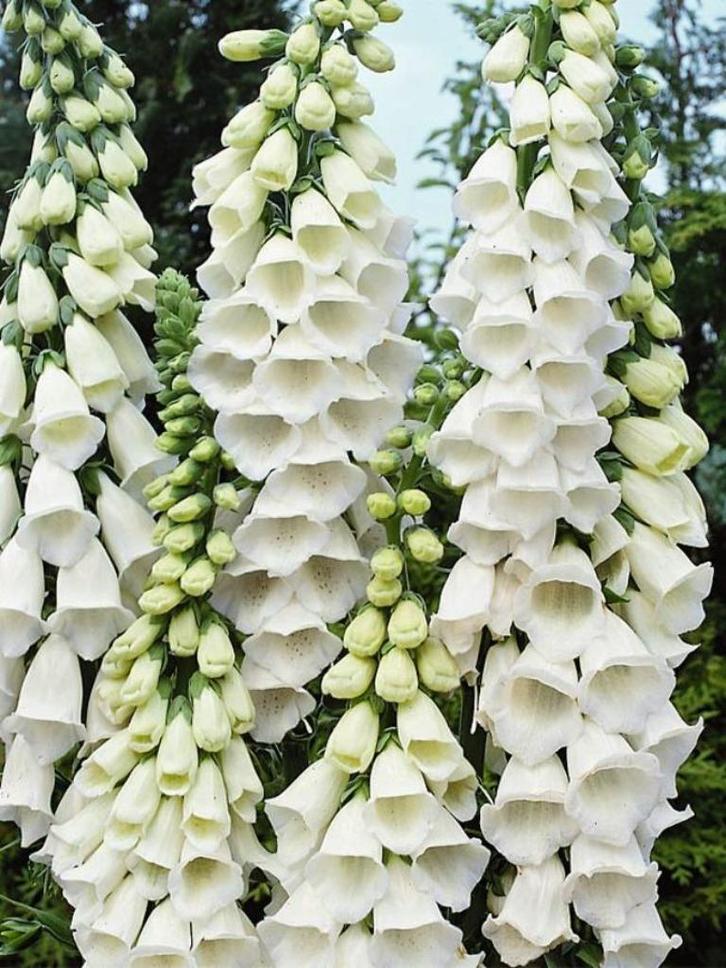 Zaden Digitalis Snow Thimble, Tuin en Terras, Bloembollen en Zaden, Volle zon, Verzenden