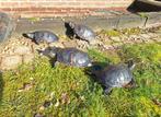 Vier waterschildpadden, Dieren en Toebehoren, Ophalen