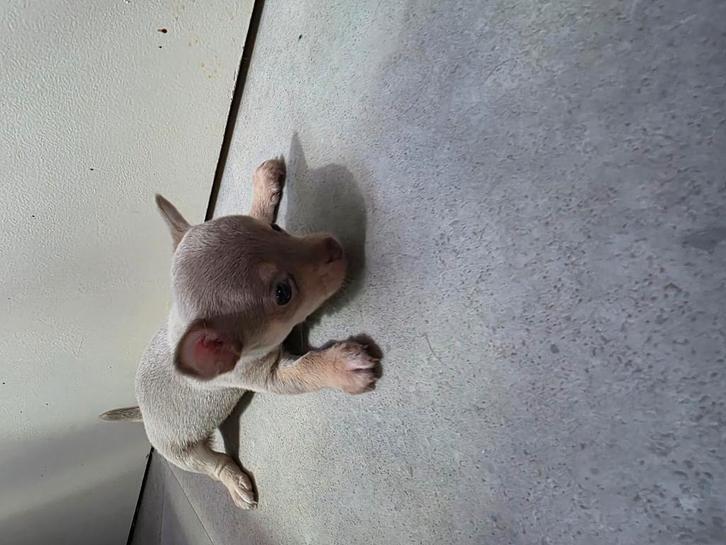 Chihuahua reutjes, Dieren en Toebehoren, Honden | Chihuahua's en Gezelschapshonden, Reu, Chihuahua, Particulier, Meerdere, Nederland