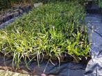 Carex Morowii "irish green"/ Janpanse Zegge / 450 stuks, Tuin en Terras, Halfschaduw, Vaste plant, Siergrassen, Lente