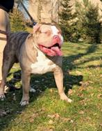 American bully xl merle dekreu, Dieren en Toebehoren, Honden | Dekreuen, Rabiës (hondsdolheid), Reu, 1 tot 2 jaar, Eén hond
