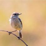 Overleden vogels gezocht, Meerdere dieren