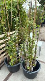 Kamperfoelie 4 kleuren goedvertakt 150 cm nu 8,95 op is op, Ophalen, Volle zon, Vaste plant, Klimplanten