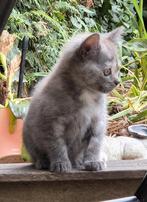Half brits korthaar kitten, Dieren en Toebehoren, Katten en Kittens | Raskatten | Korthaar, Poes