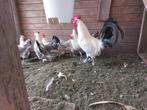 jonge zilverpel kippen, Dieren en Toebehoren, Vrouwelijk, Kip