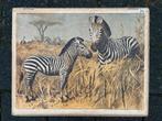 Oude schoolplaat: zebra, Antiek en Kunst, Antiek | Schoolplaten, Ophalen of Verzenden, Natuur en Biologie