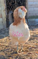 Broedeieren 🌈kleurleggers olijfleggers eastereggers kippen, Dieren en Toebehoren, Pluimvee, Kip