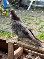 Takla duiven, Meerdere dieren, Postduif