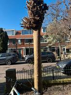 Knotwilg, Tuin en Terras, Planten | Bomen, Ophalen, Halfschaduw, Overige soorten