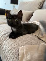 Kittens, Dieren en Toebehoren, Katten en Kittens | Overige Katten, Kater