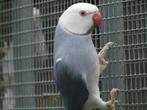 Halsband mutanten jong en kweekvogels, Dieren en Toebehoren, Vogels | Parkieten en Papegaaien, Meerdere dieren, Parkiet, Geringd