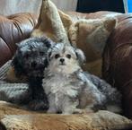 Leuke gesocialiseerde pups., Dieren en Toebehoren, Honden | Chihuahua's en Gezelschapshonden, Poedel, 8 tot 15 weken, CDV (hondenziekte)