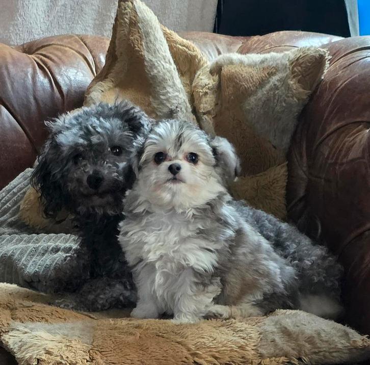 Leuke gesocialiseerde pups., Dieren en Toebehoren, Honden | Chihuahua's en Gezelschapshonden, Meerdere dieren, Poedel, Particulier