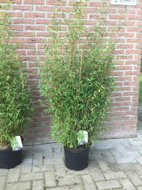 Fargesia Red Dragon ( niet woekerende bamboe ), Tuin en Terras, Planten | Tuinplanten, Vaste plant, Overige soorten, Halfschaduw