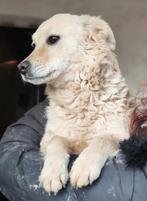 Vrolijke Feliz, het zonnetje in huis!, Dieren en Toebehoren, Honden | Niet-rashonden, Particulier, Buitenland, Teef, Parvo