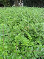 Lonicera pileata. Goede haag en bodembedekker plant. P9, Ophalen of Verzenden, Overige soorten, Struik, Minder dan 100 cm