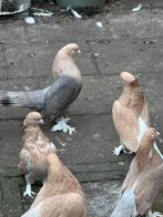 Takla duiven, Dieren en Toebehoren, Vogels | Duiven, Meerdere dieren, Postduif