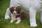 Border collie pup choco - wit, België, 15 weken tot 1 jaar, Collie, Meerdere