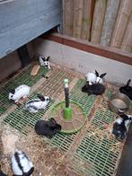 Lotharinger konijnen, Meerdere dieren, Groot