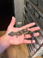1.0 pure black night luipaardgekko, Dieren en Toebehoren, Hagedis, 0 tot 2 jaar