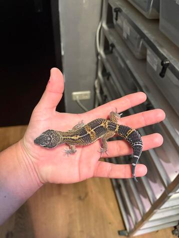 1.0 pure black night luipaardgekko beschikbaar voor biedingen