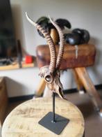 Decoratieve Antilope Schedel, Ophalen of Verzenden, Gebruikt, Overige materialen, Dierenbeeld