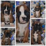 Duitse boxerpuppy's met FCI-papieren, Nederland, Rabiës (hondsdolheid), Overige rassen, 8 tot 15 weken