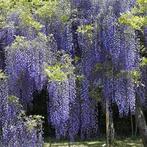 Blauwe regen (Wisteria), Tuin en Terras, Planten | Tuinplanten, Ophalen, Vaste plant, Halfschaduw, Klimplanten