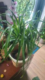 Olifantspoot (Beaucarnea recurvata) - Gezonde Plant, Huis en Inrichting, Ophalen, Halfschaduw, Minder dan 100 cm