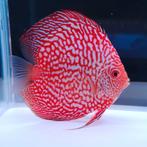 dutch-discus red map €10-12 cm €60,00, Vis, Zoetwatervis