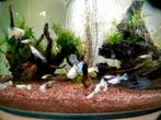 Raszuivere Albino sky blue guppen., Vis, Zoetwatervis, Schoolvis
