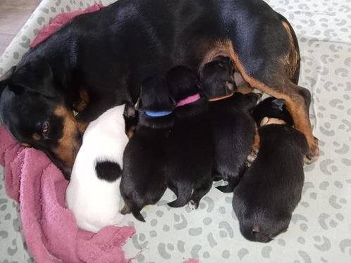 Jack Russel pups, Dieren en Toebehoren, Honden | Jack Russells en Terriërs, Meerdere dieren, Jack Russell Terriër, Particulier
