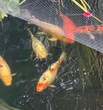 Koi taisho sanke 50 cm, Dieren en Toebehoren, Vissen | Vijvervissen, Karper of Koi