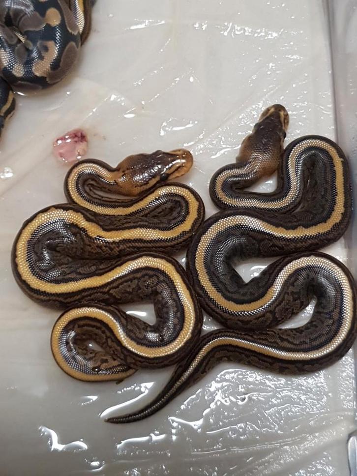 Koningspython kan gereserveerd worden