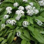 gezocht daslook plantjes, Ophalen, Volle zon, Groenteplanten, Eenjarig