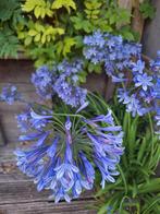 Agaphantus stekje - afrikanse lelie, Tuin en Terras, Planten | Tuinplanten, Overige soorten, Volle zon, Vaste plant, Ophalen of Verzenden