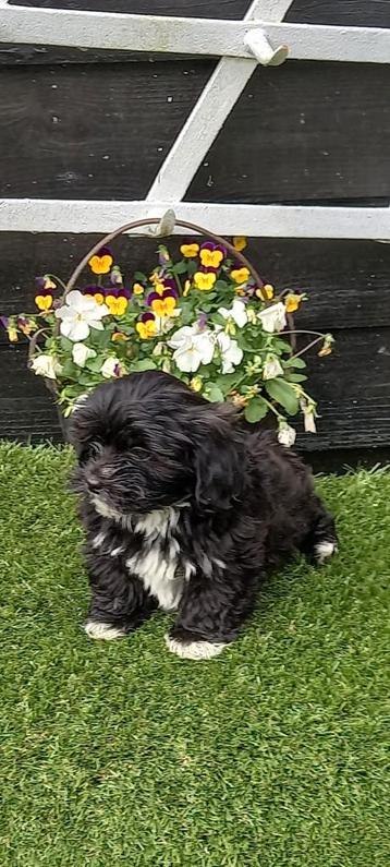Te koop mooie kleinblijvende speelse boomer pups  beschikbaar voor biedingen